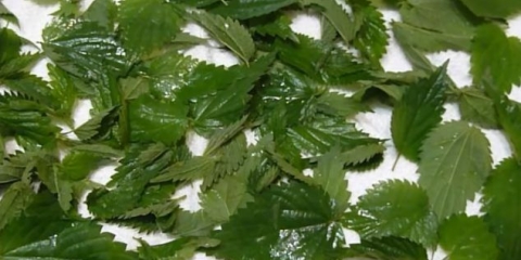 Da li je moguće zamrznuti koprivu za zimu: pravila i metode zamrzavanja